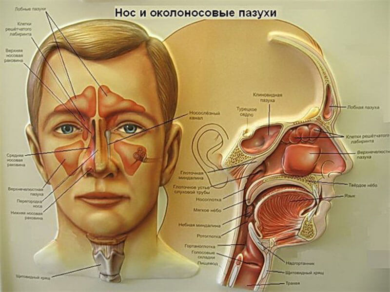 Операция на гайморовой пазухе. Околоносовые пазухи