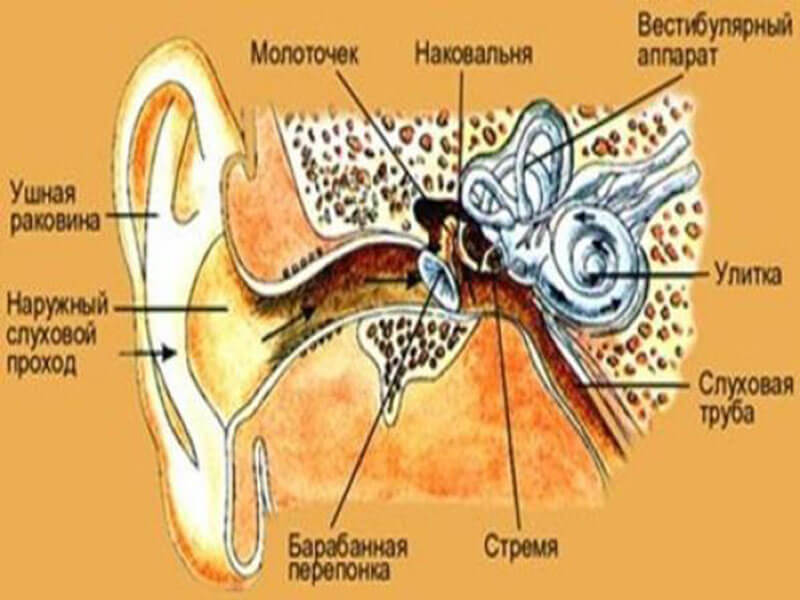 Строение уха и отита лечение народными средствами