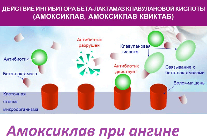 Действие антибиотика амоксиклав