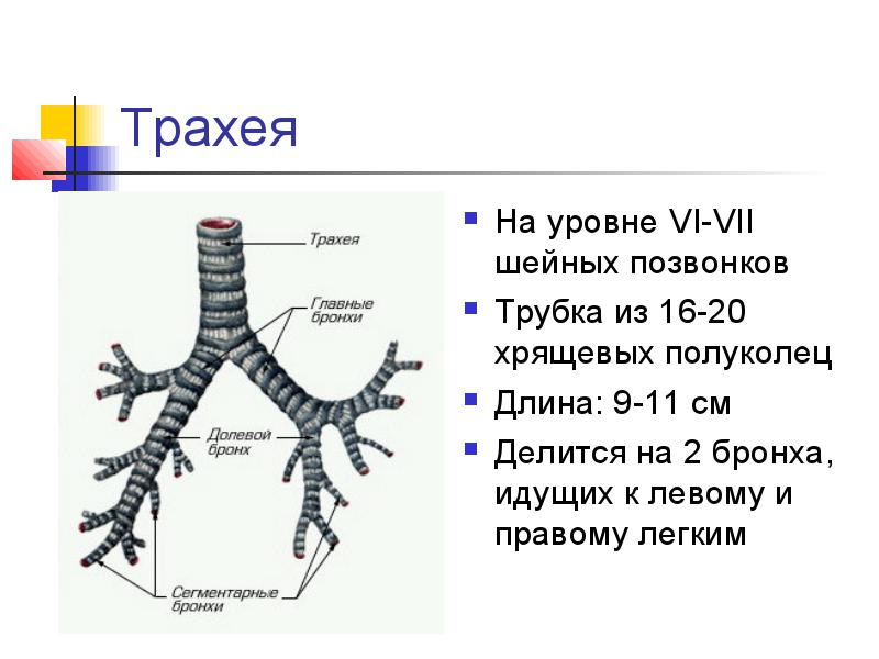 Строение трахеи