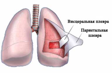 Висцеральная и париетальная плевра