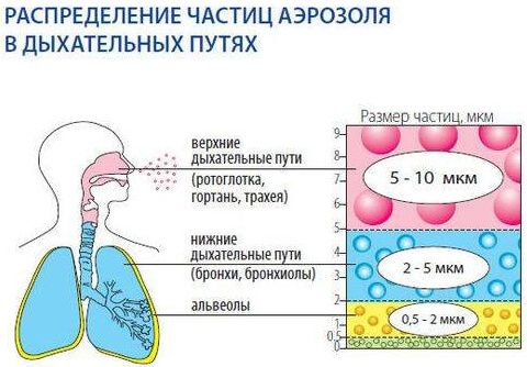 Распределение частиц аэрозоля в дыхательных путях